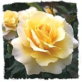 Sunshine Daydream Rose 1.5 Gallon Potted Live Plant, Fragrant Yellow Flowers, Own Root, Stargazer Perennials