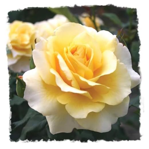 Michelangelo Fragrant Yellow Rose Plant