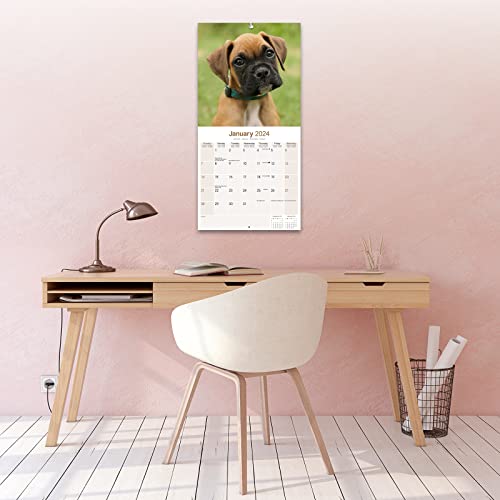 Boxer (Euro) Calendar 2024 - Image 4