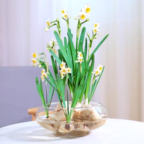 Image of NOLITOY Clear Fish Bowl Vase, Fish Tank Aquarium Bubble Round Shallow Planter Aquatic Plant Pot for Office Desktop Decorative