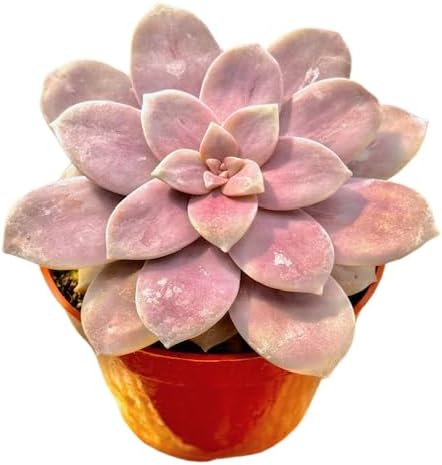 Miniatura 2 de The Succulent Cult Graptopetalum Superbum, suculentas vivas de 4 pulgadas, plantas suculentas vivas completamente enraizadas, planta de casa