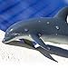 Safari Ltd. Bottlenose Dolphin Figurine - Lifelike 7.5