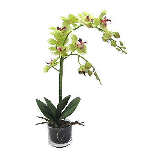 Kunstblumen PHALENOPSIS (Orchidee) im runden Glas. Mit 2 Orchideen-Trieben. Ca 52 cm. GRÜN - ROT -57