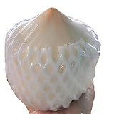 Generic Young Coconut, Fresh Produce, NON-GMO, Bulk Wholesale (12 Coconuts)