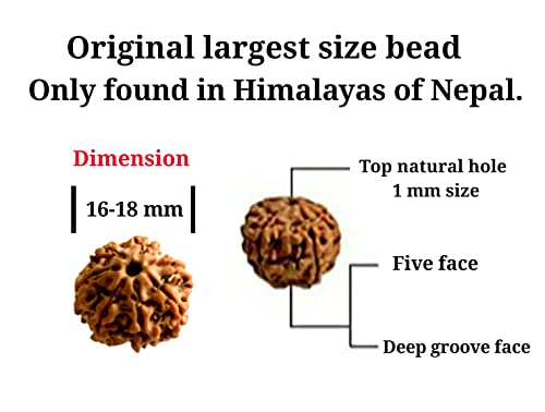natural Rudrakhsa bead bracelet for Yoga Meditation and Wellness.Set of two Big size himalayan organic five face Rudraksha bead with Adjustable knot. Unisex design with daily use.