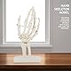 Skelett-Handmodell, Menschliches Handgelenk, Medizinisches Anatomisches, Studie, Skelettmodell