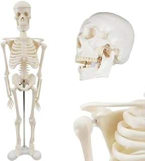 【卓上で本格の動き・全身骨格模型】 45cm 1/4サイズ コンパクト 人体模型 【材質・作りにもこだわり、場所を取らない骨格模型】作業療法士 理学療法士 監修