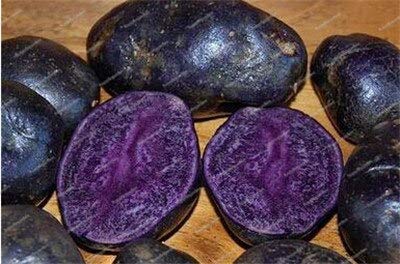 Dichondra Fresh 100pcs Sweet Potato Vegetables Seeds for Planting Dark Purple