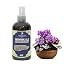 African Violet