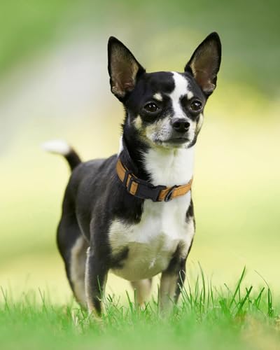 Image of Joytale Reflective Dog Collar, Adjustable Neoprene Padded, Khaki XS | Breathable Nylon for Puppies and Small Breeds, No Chafing on Walks and Indoor Training, Light Metal D-Ring, Night Safety