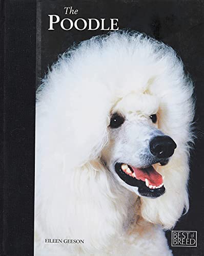 Poodle (Best of Breed)