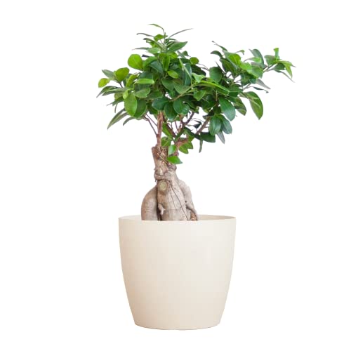 BloomPost Bonsaiboom - Ficus Ginseng - 25-35 cm + Vezelpot wit - Kamerplant - Onderhoudsarme kamerplant - Makkelijk te kweken kantoorplanten voor thuis - Inclusief pot