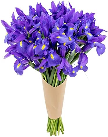 Stargazer Barn Blue Moon Bouquet Telstar Iris Fresh Flowers Bouquet - Overnight Prime Delivery, Fresh Cut Flowers for Longer Life - Bouquet of Flowers Gift for Mother's Day or Birthday - 30 Stems