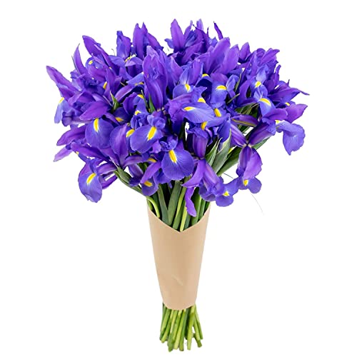 Stargazer Barn Blue Moon Bouquet Telstar Iris Fresh Flowers Bouquet - Overnight Prime Delivery, Fresh Cut Flowers For Longer Life - Bouquet Of Flowers Gift For Mother's Day Or Birthday - 30 Stems #TOP10