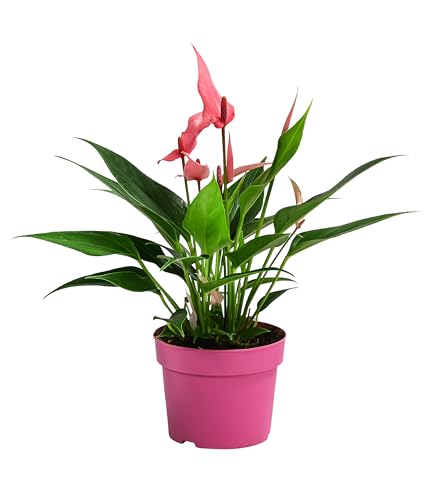 Dehner Flamingoblume Lilli, Anthurium andreanum, rosa-weiße Blüten, ca. 45 cm inkl. Pflanztopf, Ø Topf 10.5 cm, Zimmerpflanze