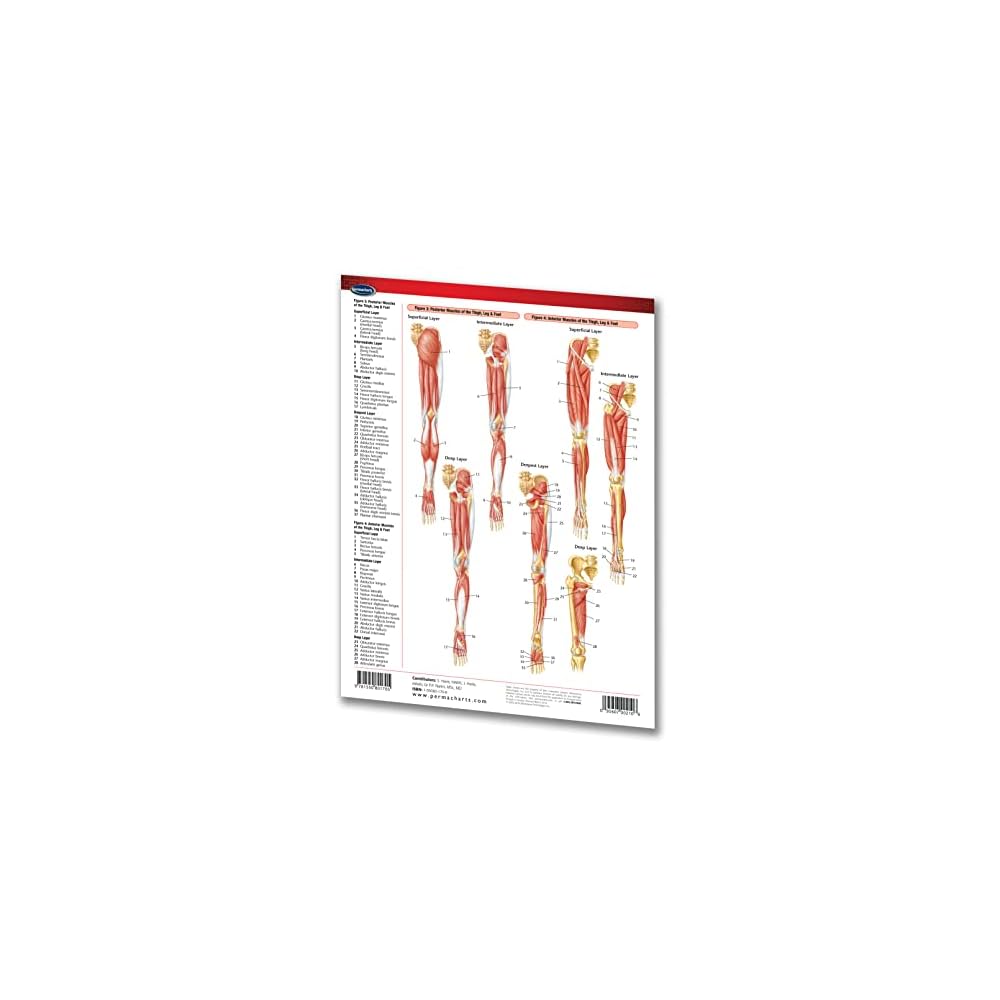 Permacharts Muscular System Guide: Extremities - Medical Chart - India ...