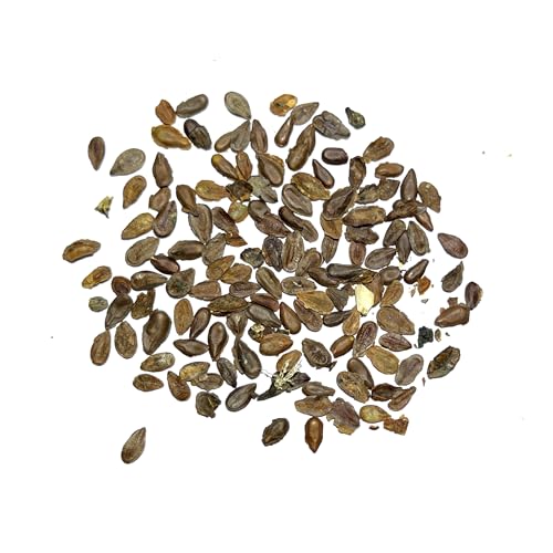 Image of Seed Needs Pink Swamp Milkweed Seeds for Monarch Butterflies 1 Pack