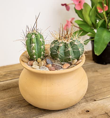 Altman Plants, Assorted Cactus Plants Live Cactus Decor (12Pk), Cactus Plant Live Succulents Plants Live In Cactus Soil Potting Mix, Live Cacti Plants Live Succulent Plants Live Plants In Cactus Pot #TOP4