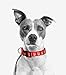 Atletico de Madrid CL-20L-ATL Collar para Perro, Talla L