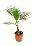 Garden Center Shop | Washingtonia Robusta M20 | Palmera Natural de Exterior | Planta Mediterránea de Tronco Fino y Hojas en Abanico | Ideal para Jardín, Terraza o Patio