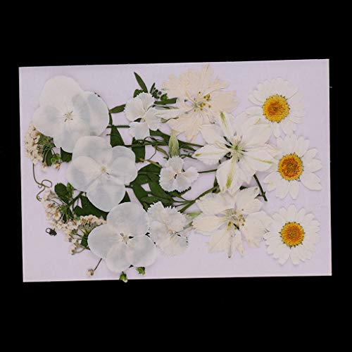 AMLESO Pacote com 2 enfeites de folhas secas naturais para decoração de artesanato