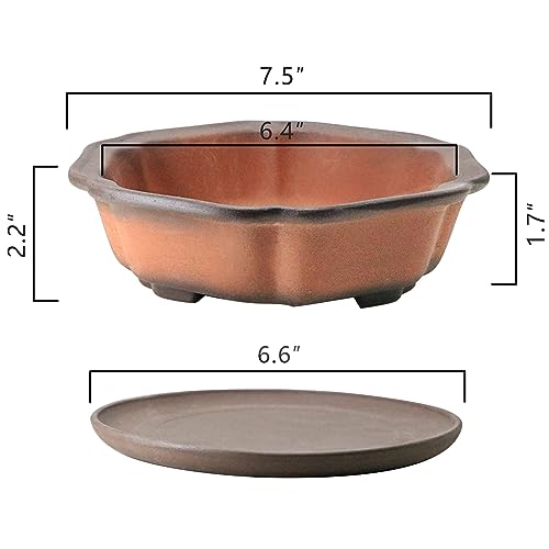 El mejor review de Bonsai pasión tabla con los diez mejores. 11 Imagen adicional
