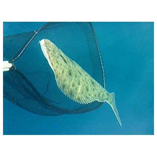 Hunting Halibut- Santa Monica Bay