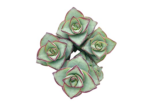 Live Succulent Cuttings (3 Crassula Perforata Ivory Towers), Succulents Plants Live, Succulent Plant No Roots, House Plants Live Office Decoration, Diy Projects, Party Favor Gift By The Succulent Cult #TOP2