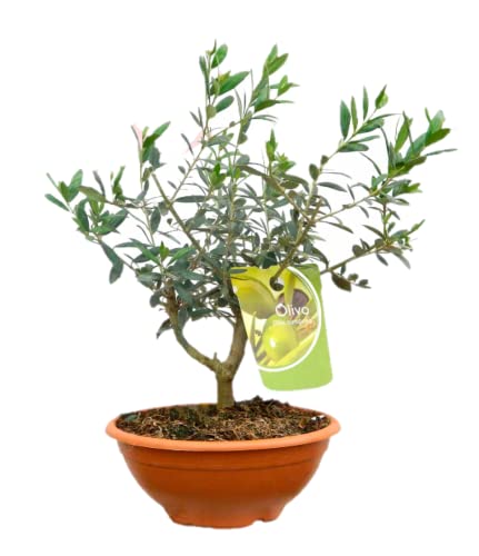 Olivo Planta Natural - OlivoEuropea Natural - Planta en distintos formatos (Prebonsai)