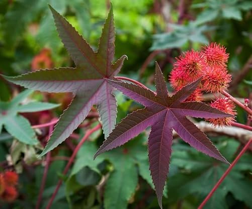 Miniatura 7 de Semillas de ricino (Ricinus communis) 30 semillas (0.12 onzas)  Planta de topo, árbol maravilla africano, planta de frijol topo por Smoke Camp Crafts