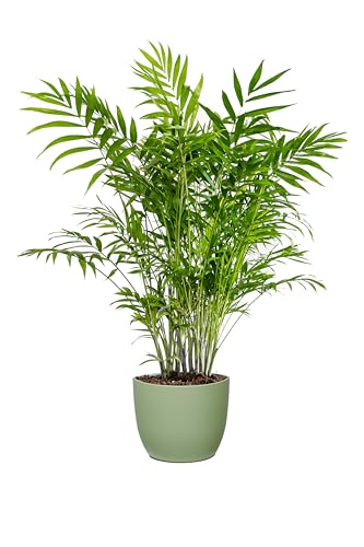 Bonplants Chamaedorea Elegans, Lussureggiante Palma Vera da...
