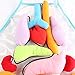 KAKIBLIN 3D Organ Apron,(Upgrade Version) Anatomy Apron Human Body Organs Awareness Educational Toy for Home Preschool Teaching Aid, Transparent