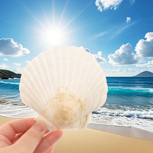 Large Scallop Shells 4''-5'' White 10Pcs