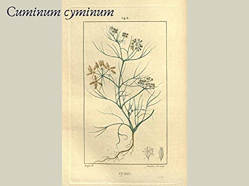 Cominho em pó 100 % Natural Kampo de Ervas Frasco com 60 gr