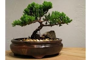 9GreenBox Live Bonsai Tree