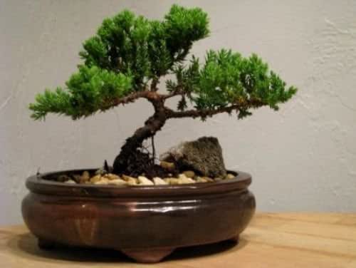 9GreenBox Live Bonsai Tree - Juniper Tree Bonsai Indoor Decoration