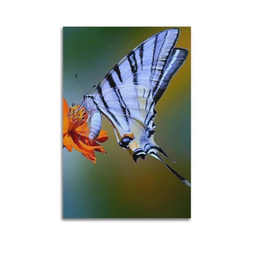 OKNGB Póster de insectos de animales europeos, albaricoque, fénix, mariposa, cuadro decorativo sobre lienzo, 50 x 75 cm
