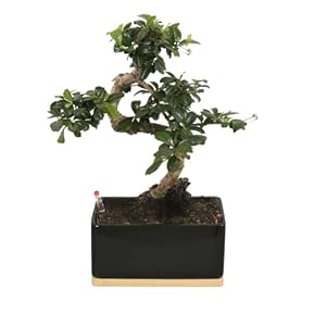 Bonsai van Botanicly – Bonsai Mix – Hoogte: 40 cm – Bonsai Mix