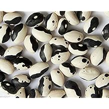 200 Black Calypso Beans Phaseolus vulgaris Yin/Yang bean