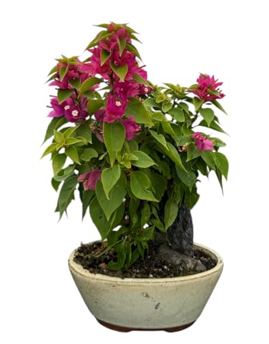 Live Bougainvillea Bonsai Tree with Pink Flowers, Ceramic Pot and Decorative Rock