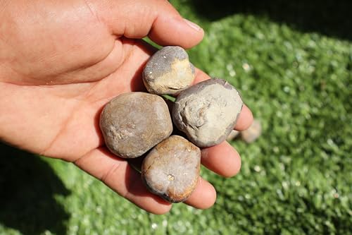 Image of Amazing Marine Fossil Collection: 4 Fossilized Sea Urchins and 6 Authentic Brachiopods, Perfect for Collectors and Natural Decor A169