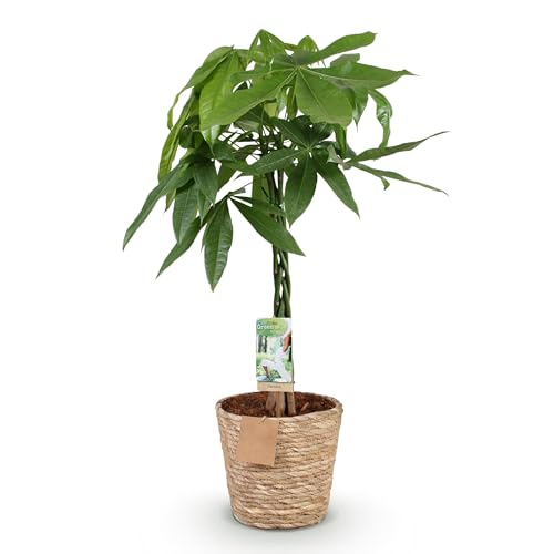 Green boutiQ - Plantes d'intérieur - Pachira Aquatica tige tressée - Arbre à monnaie - Peu d'entretien - avec panier - Vert - 1 Plante - Pot 21cm - Hauteur 80-90cm