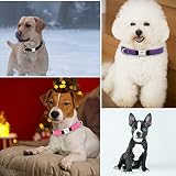 Hundehalsband, Reflektierend Halsband aus Nylon mit Weichem Neopren Polsterung einstellbar Hundehalsbänder Personalisiertes Hundehalsbänder (Halsband mit ID Tag)