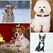 Hundehalsband, Reflektierend Halsband aus Nylon mit Weichem Neopren Polsterung einstellbar Hundehalsbänder Personalisiertes Hundehalsbänder (Halsband mit ID Tag)