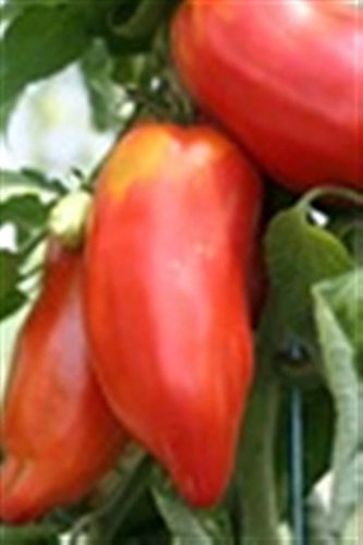 Cornu DES Andes French Heritage Heirloom Tomate Long Bright RED Paste Cooking Tomato 20 Organic Seeds Certified French Organic Grower