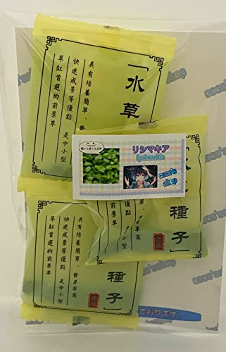 【coco'sshop】水草の種 リシマキア 3袋セット 可愛い水色の種子 ハーブやミントの匂いがする水草 熱帯魚 シュリンプ ビオトープ アクアリウム グランドカバー