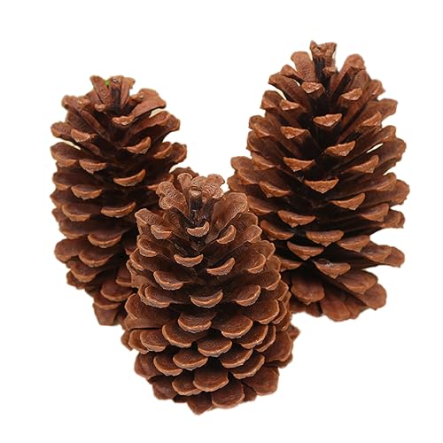 Lot de 6 Pommes de Pin Naturelles pour Noël - Décoration Sapin de Noël, Pin Américain L, 15-18 cm