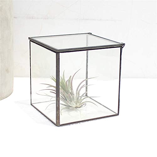 Libproqia Square Glass Terrarium With Lid Small Indoor Moss Terrarium For Plants Succulent Geometric Terrarium Box Black Small Handmade Tabletop Glass Planter Box For Desktop 4.3 X 4.3 X 4.7Inch thumb #7