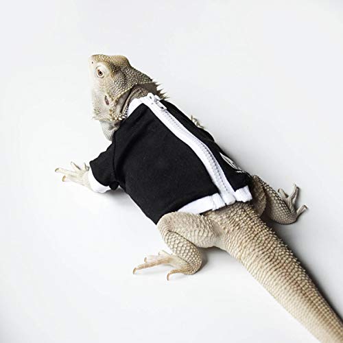lizard in sweater