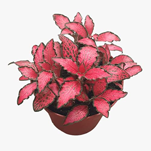 Creative Farmer Garden Plant Fittonia Mini, 7 Cm Pot Indoor Plants For Hanging Pots (Home Gardening Healthy Live Plant) Creative Farmer Garden Plant Fittonia Mini, 7 Cm Pot Indoor Plants For Hanging Pots (Home Gardening Healthy Live Plant)
